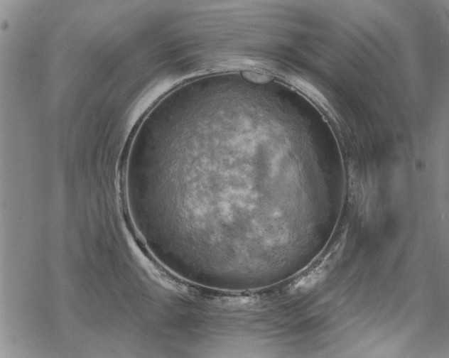 X0000068821047200605051205