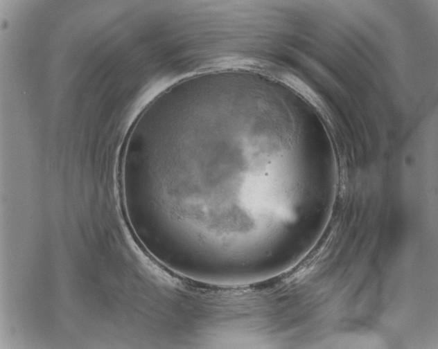 X0000068821055200605051206