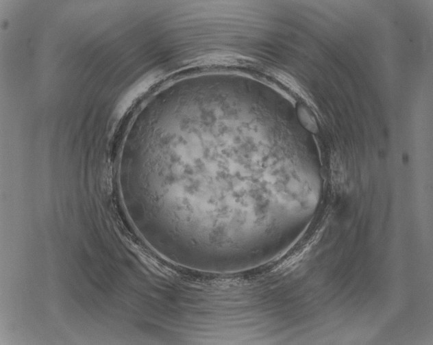 X0000068821067200605051205