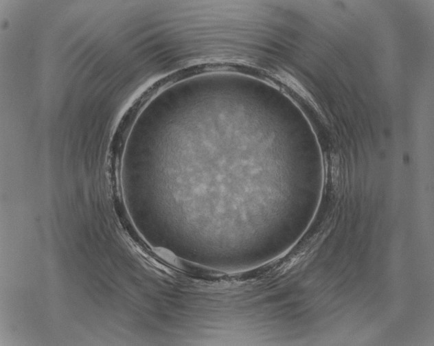 X0000068821068200605051205