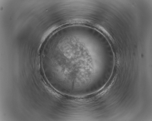 X0000068821075200605051204