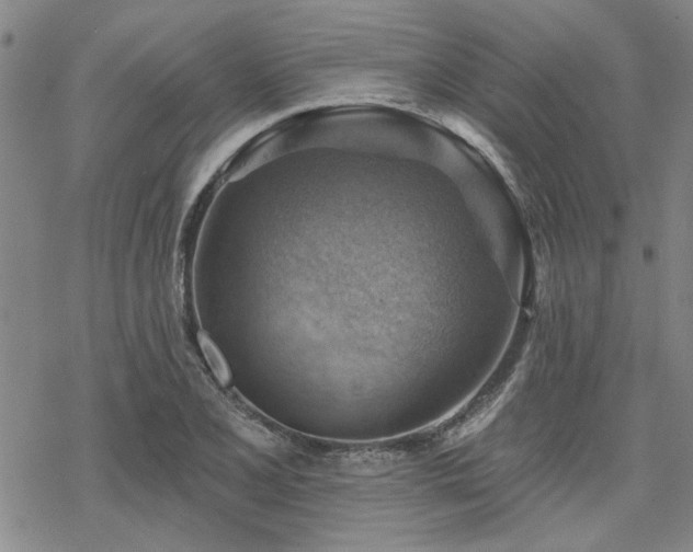 X0000068821077200605051204