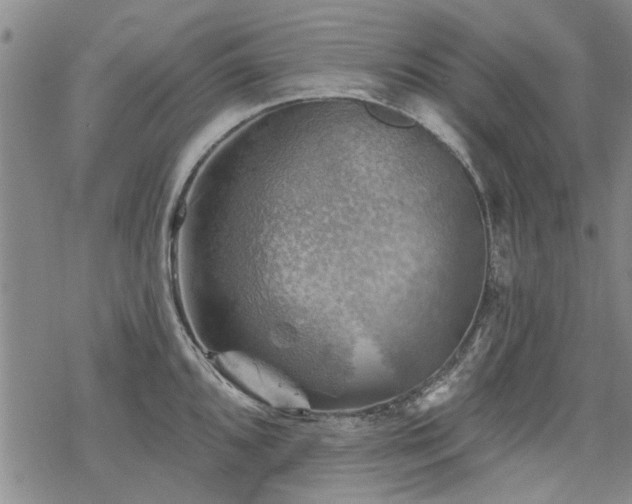 X0000068821096200605051204