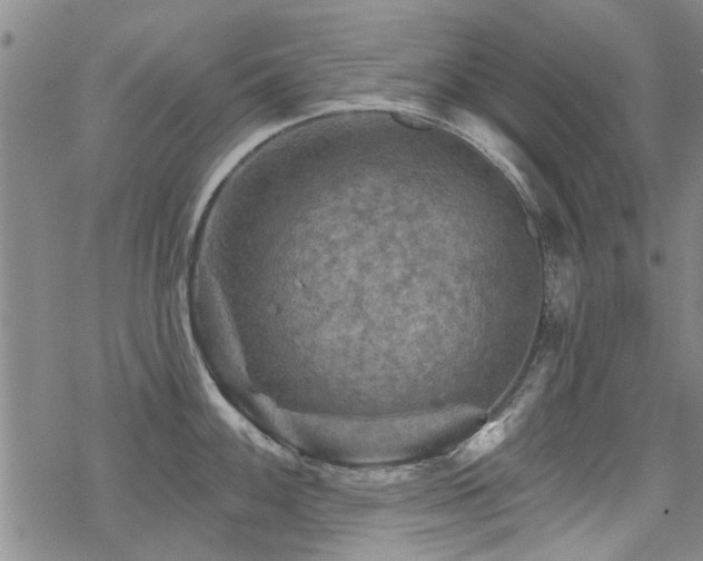 X0000068821100200605051204