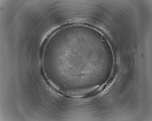 X0000068821117200605051203