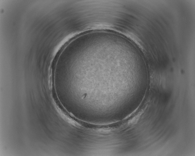 X0000068821126200605051204