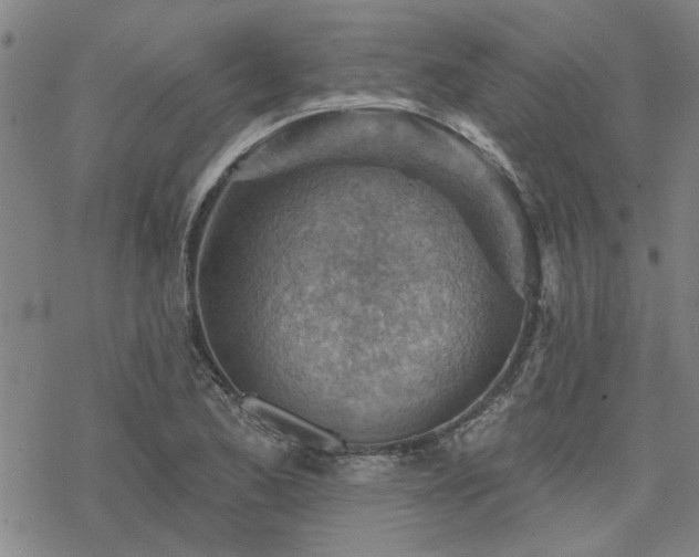 X0000068821173200605051203