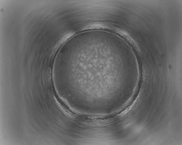 X0000068821233200605051202