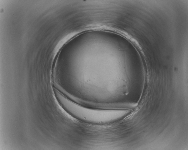 X0000068821239200605051202