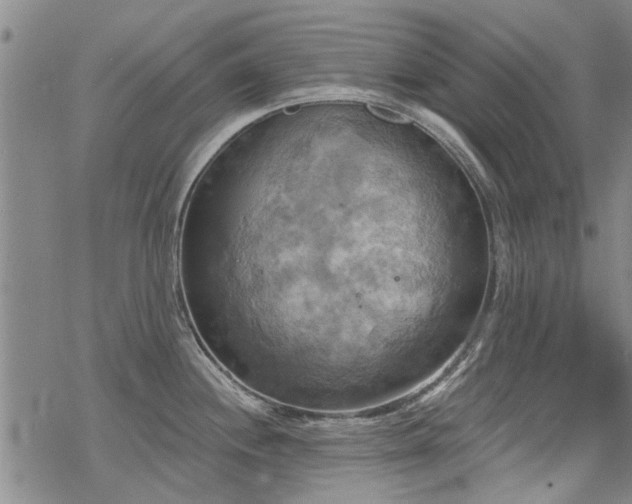 X0000068821244200605051202