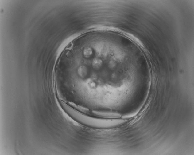 X0000068821247200605051202