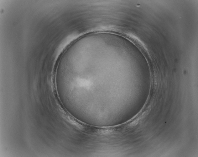 X0000068821278200605051201