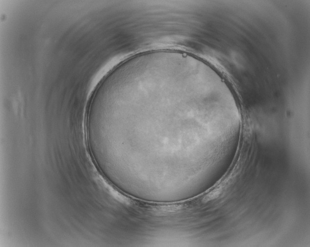 X0000068821294200605051201