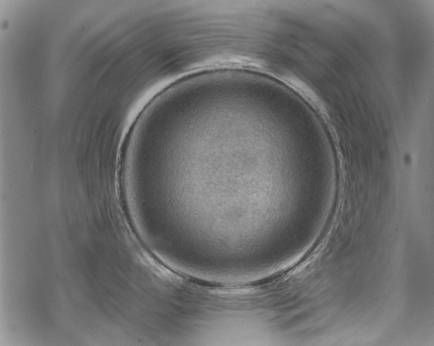 X0000068821296200605051201