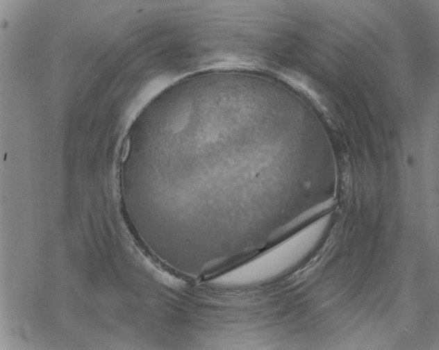 X0000068821375200605051159