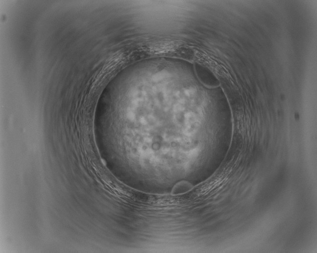 X0000068821393200605051158