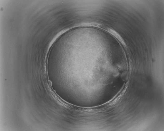 X0000068821436200605051159