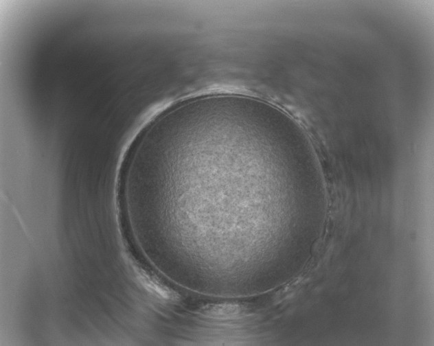 X0000068820104200605081156