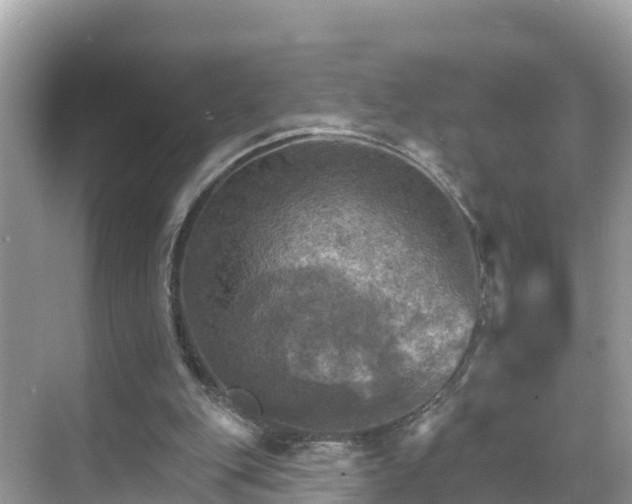 X0000068820151200605081154