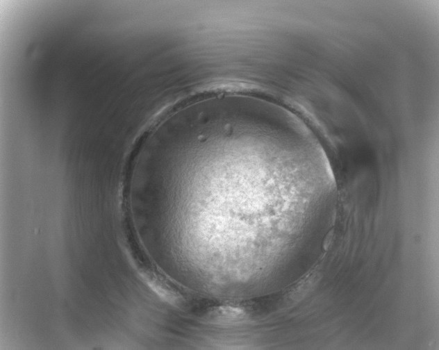 X0000068820159200605081154