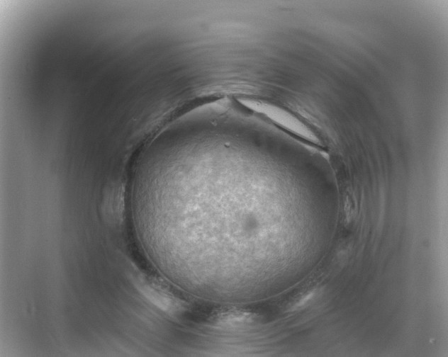 X0000068820206200605081154