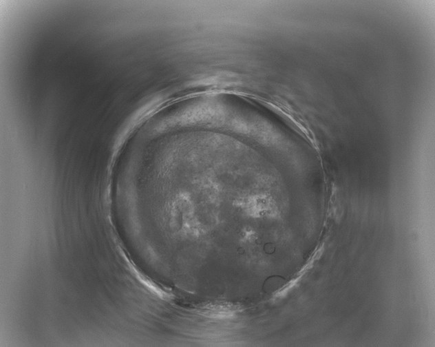 X0000068820245200605081153