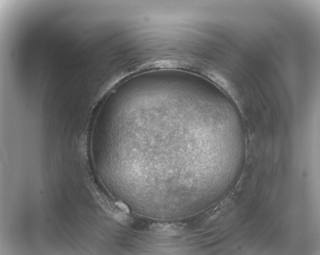 X0000068820297200605081152