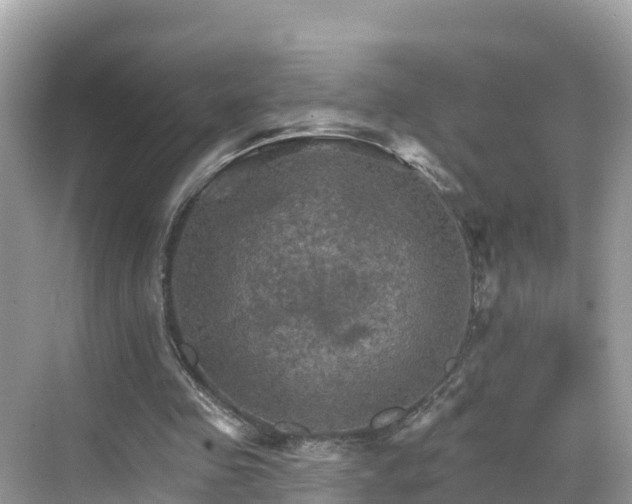 X0000068820341200605081151