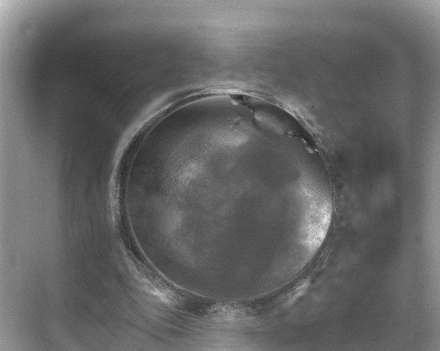 X0000068820343200605081151