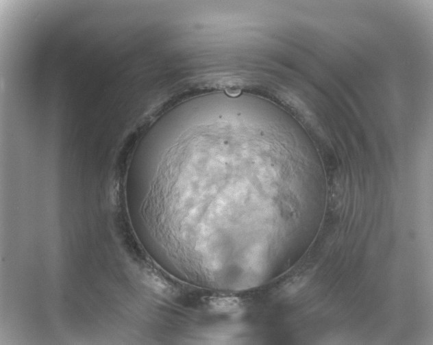 X0000068820355200605081151