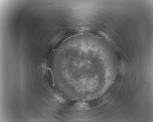 X0000068820427200605081150