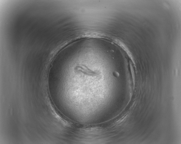 X0000068820433200605081149