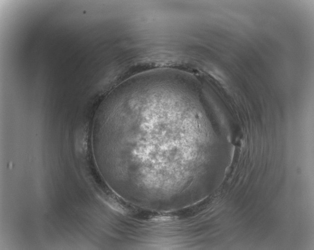 X0000068820499200605081149