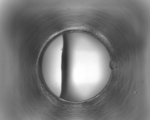 X0000068820628200605081146