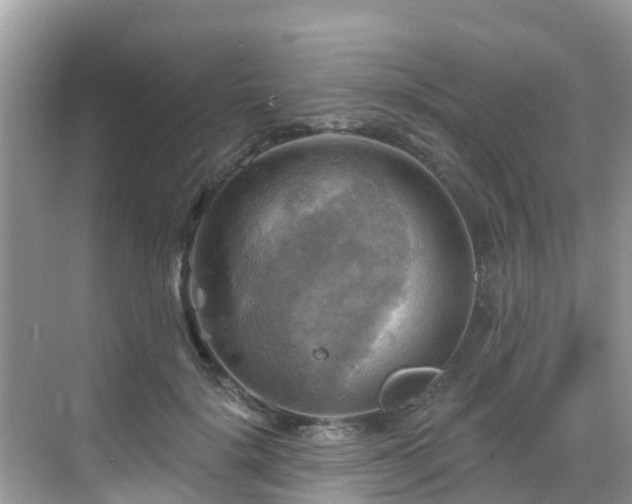 X0000068820652200605081146