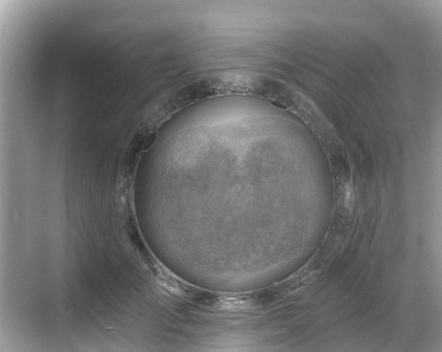 X0000068820701200605081145