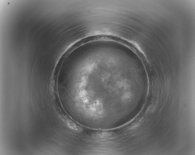 X0000068820879200605081142