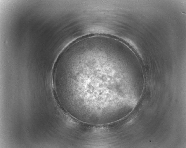 X0000068820887200605081142