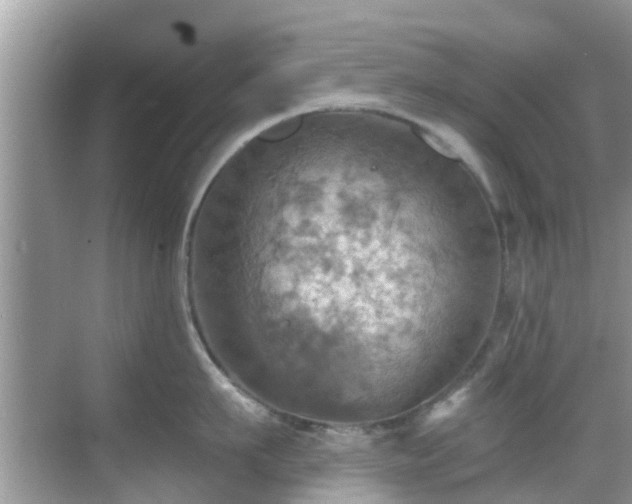 X0000068820911200605081142