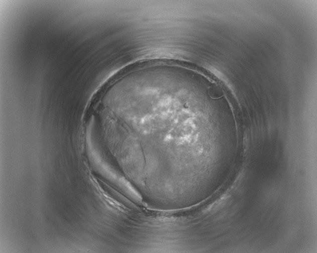 X0000068820925200605081141