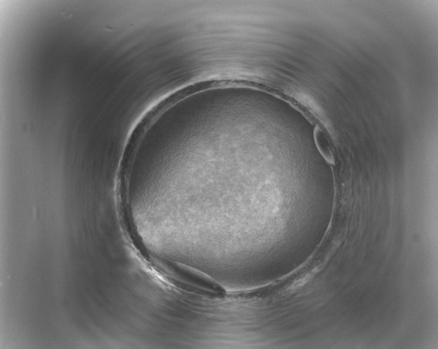 X0000068820928200605081141