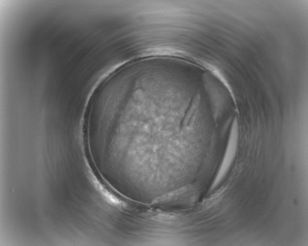 X0000068820995200605081141