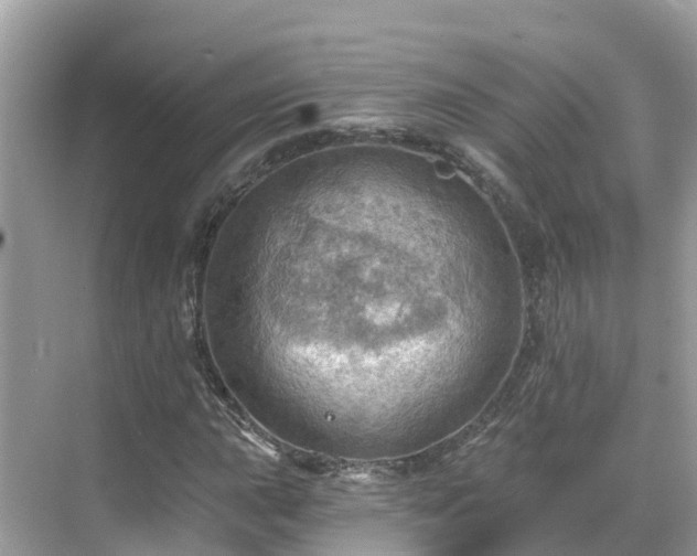 X0000068821015200605081140