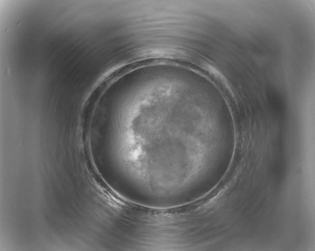 X0000068821019200605081140