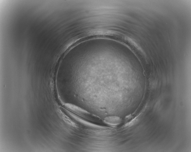 X0000068821025200605081140