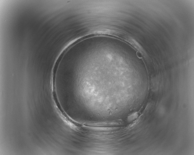 X0000068821036200605081140