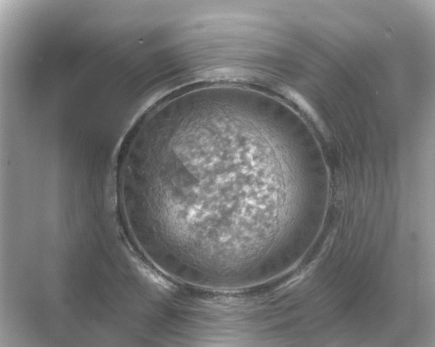 X0000068821075200605081139