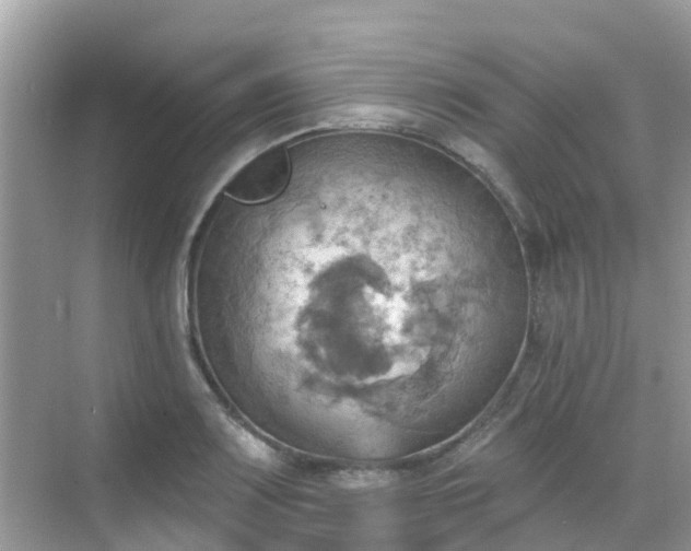 X0000068821083200605081139