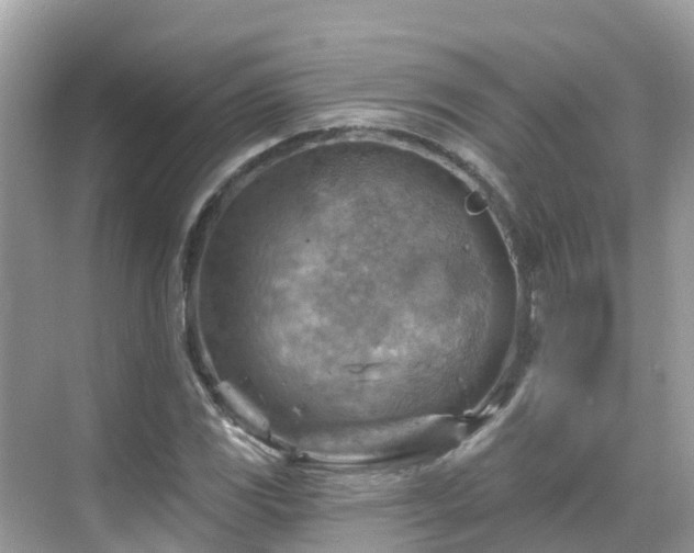 X0000068821117200605081138