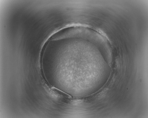 X0000068821173200605081138